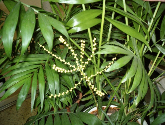 Тростниковая пальма хамедорея