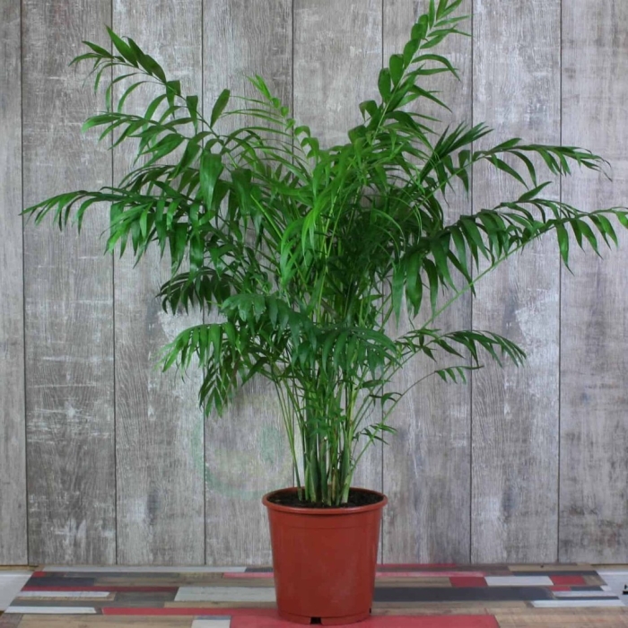 Хамедорея неанта