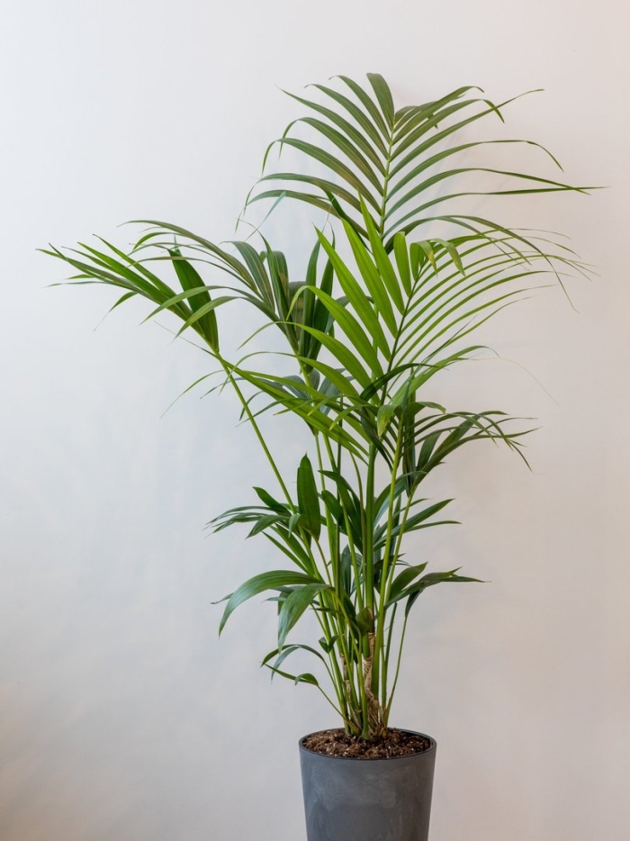 Пальма кентия ховея