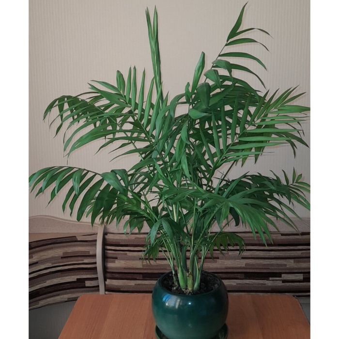 Пальма хамедорея изящная