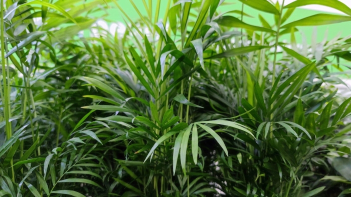 Растение хамедорея