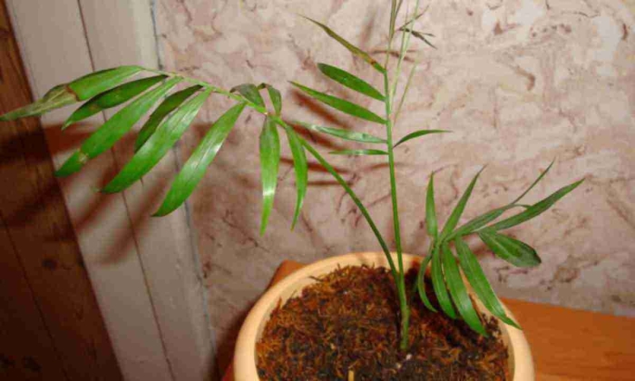 Корень пальмы хамедорея