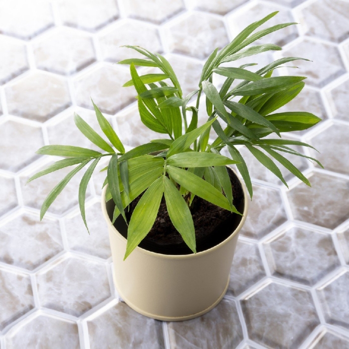 Хамедорея неанта