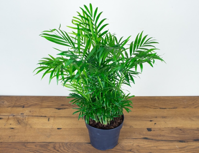 Хамедорея элеганс большая