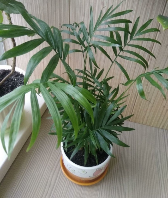 Тростниковая пальма хамедорея