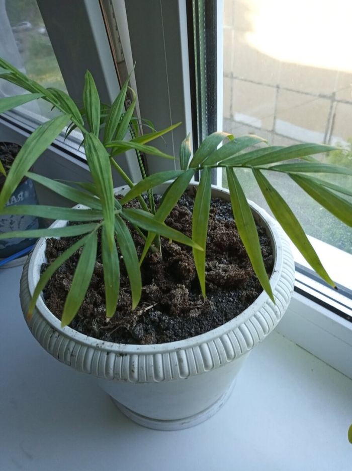 Хамедорея альба