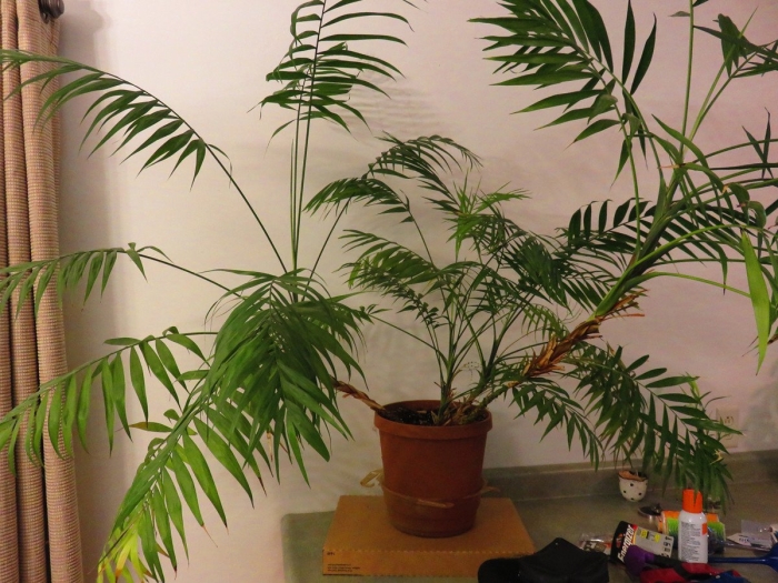 Комнатное растение