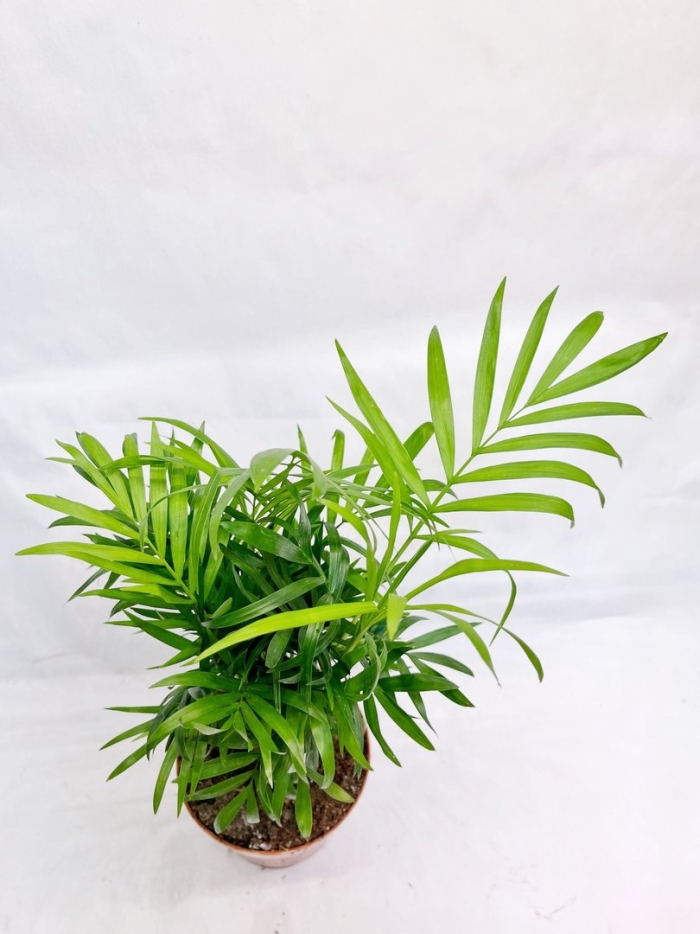 Хамедорея металлика