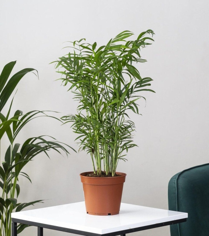 Хамедорея элеганс 35/9