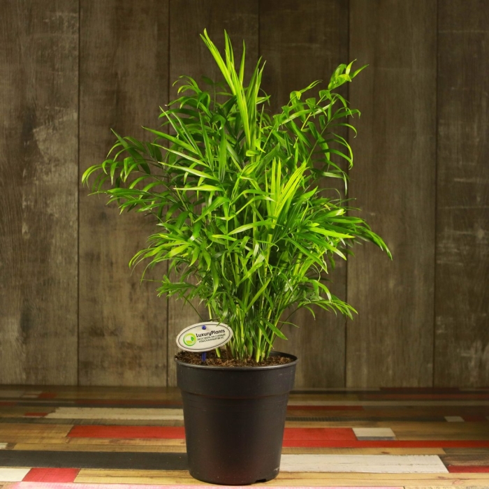 Хамедорея элеганс