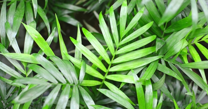 Хамедорея растение