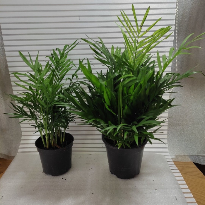 Цветок хамедорея элеганс