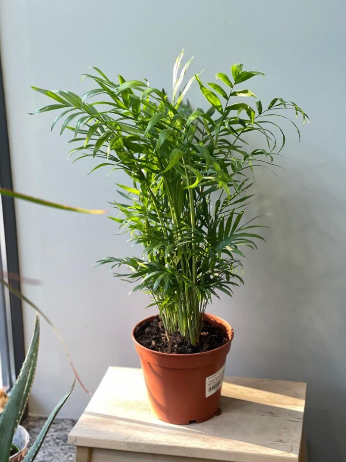 Хамедорея бридбл