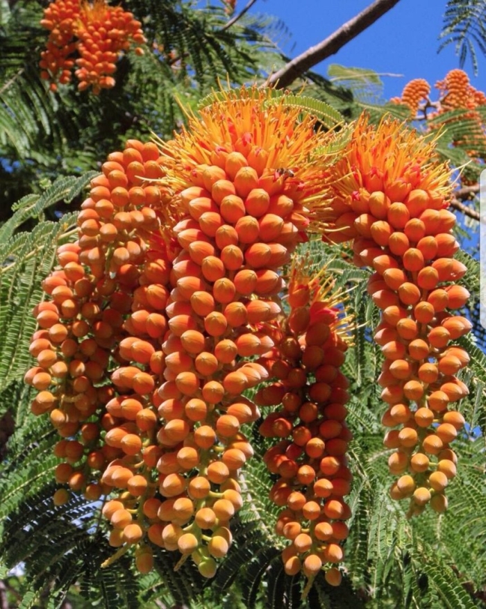 Тапейнохилус ананасный