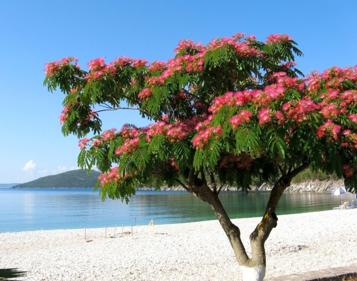 Альбиция ленкоранская акация