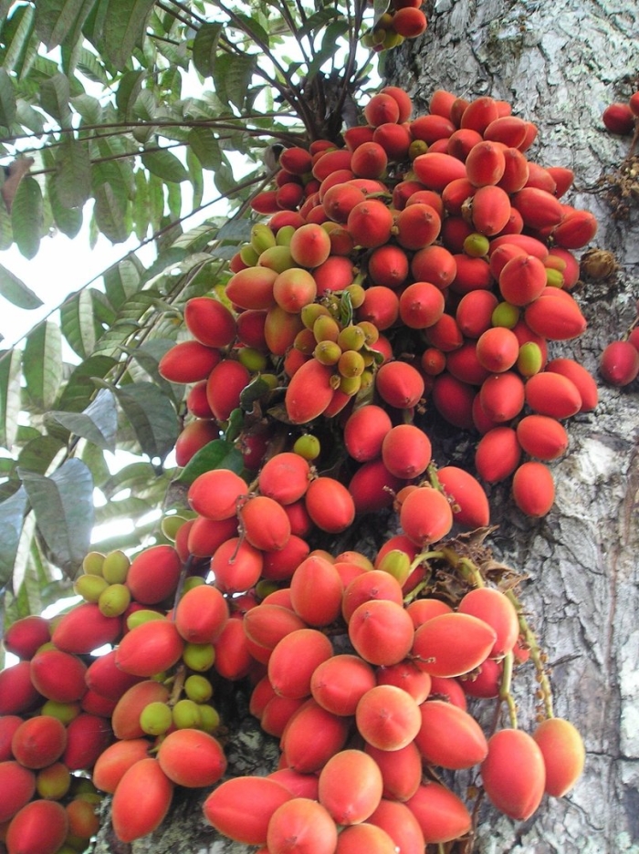 Экзотические деревья