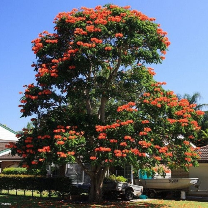 Спатодея тюльпановое дерево