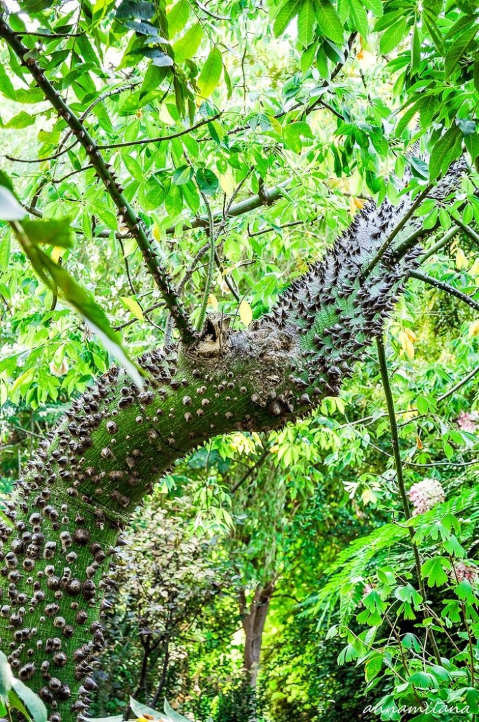 Хура динамитное дерево