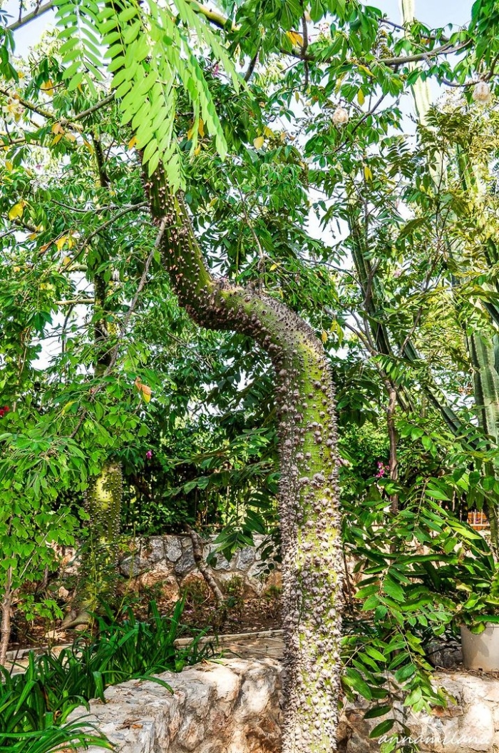 Chorisia дерево