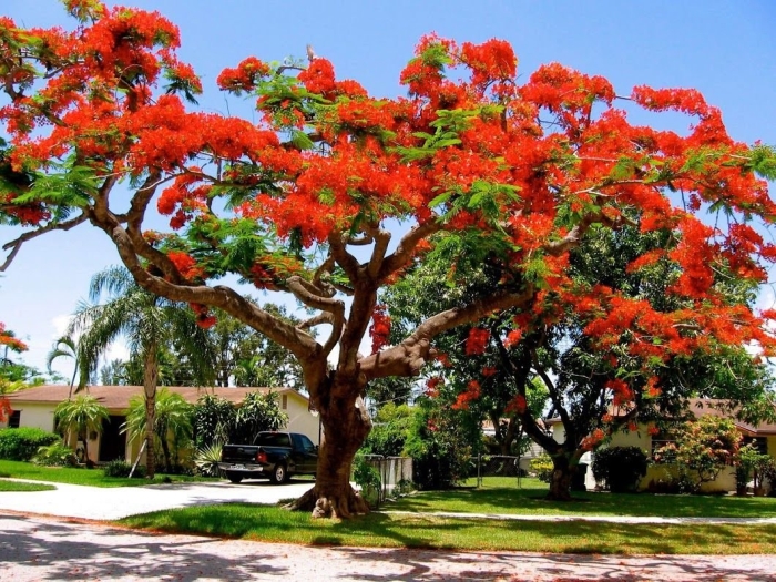 Делоникс дерево