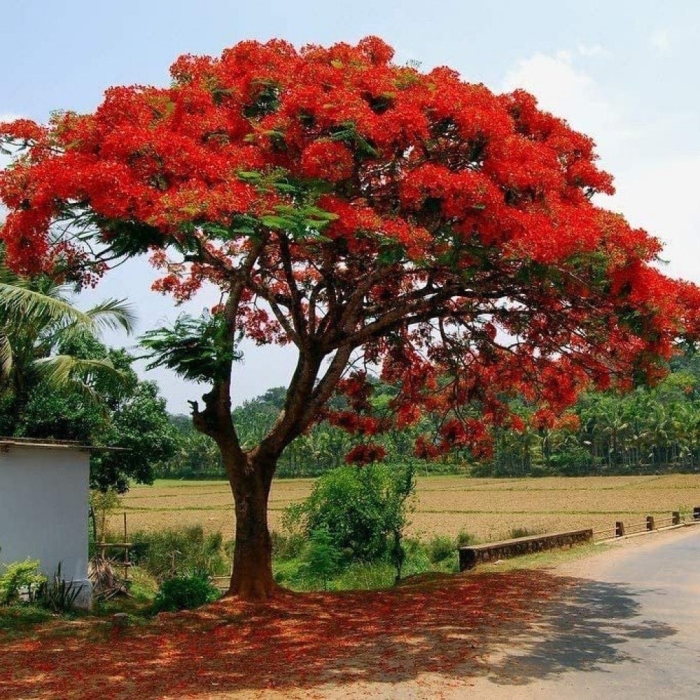 Огненное дерево делоникс