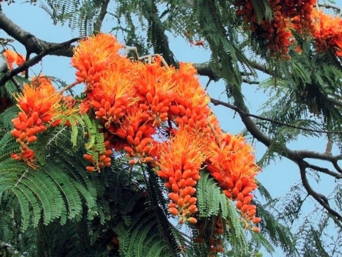 Colvillea racemosa