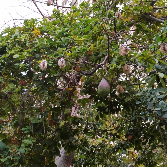 Плод баобаба