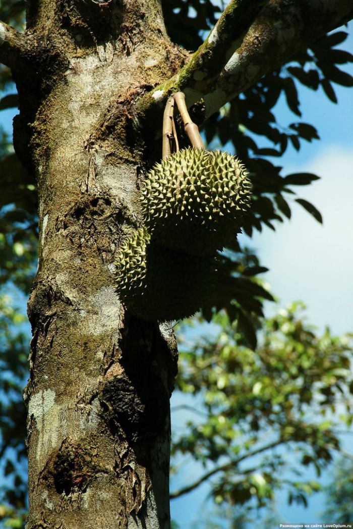 Дуриан дерево