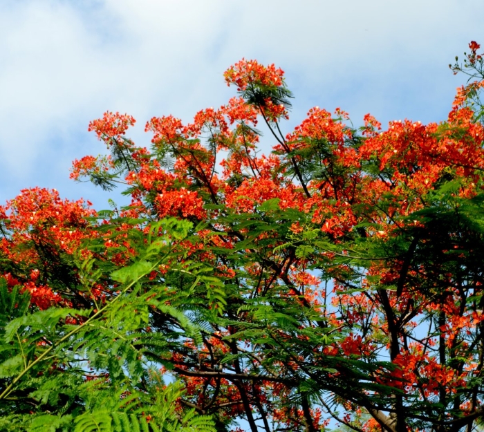Делоникс(фламбоян) королевский