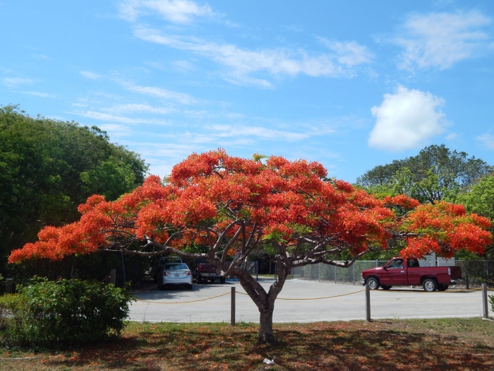 Flamboyant tree