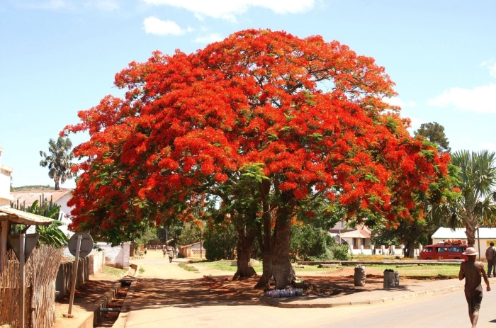 Огненное дерево делоникс королевский
