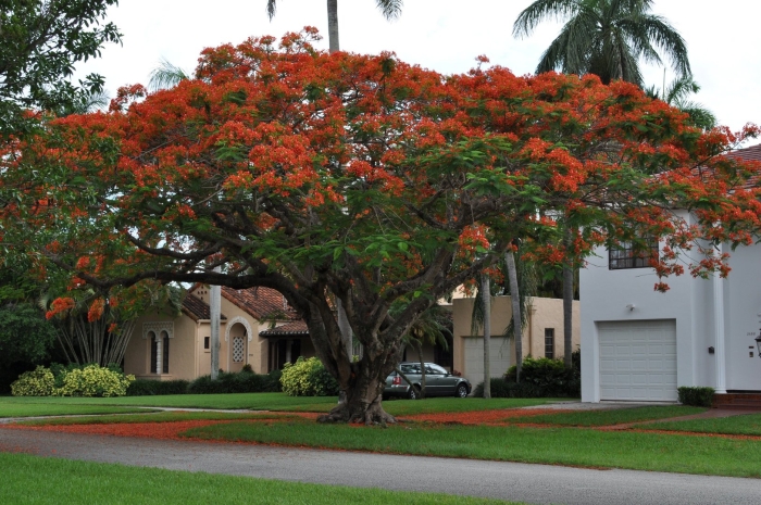 Poinciana tree