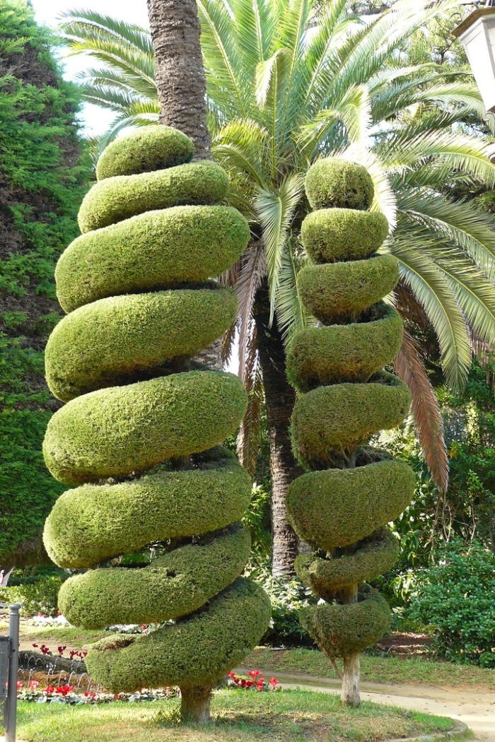 Необычное дерево