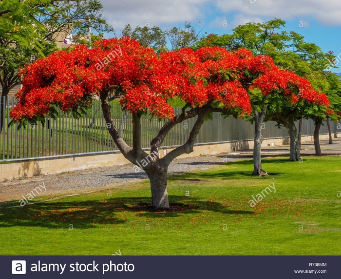 Делоникс дерево