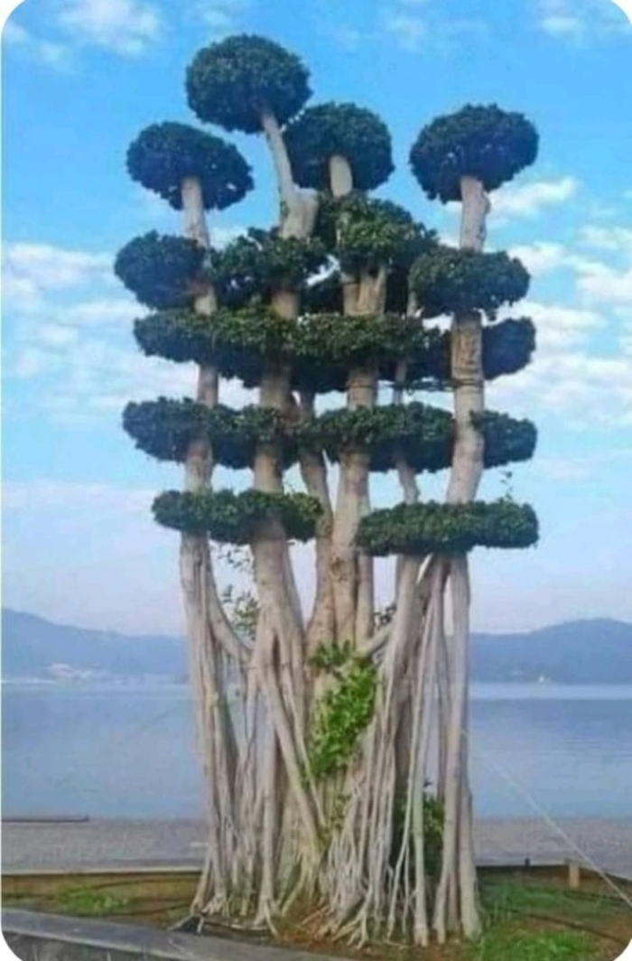 Деревья необычные