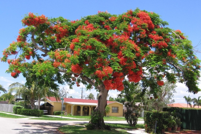 Дерево делоникс