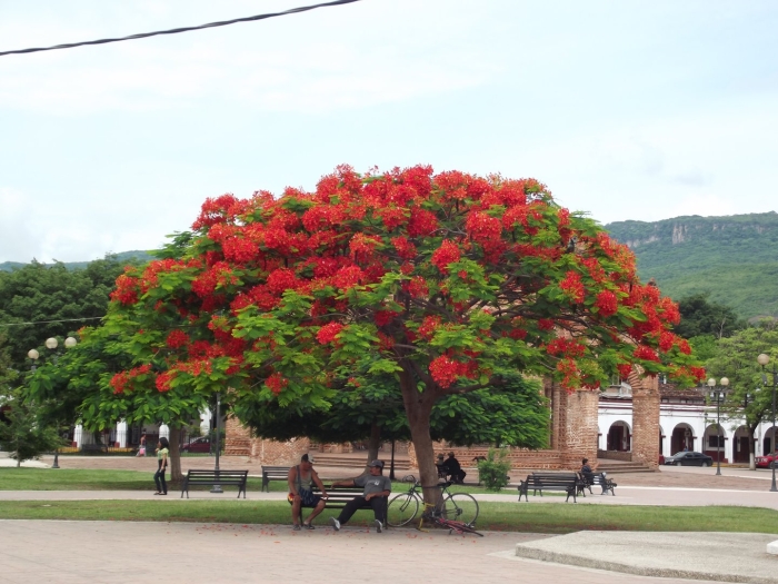 Делоникс королевский дерево