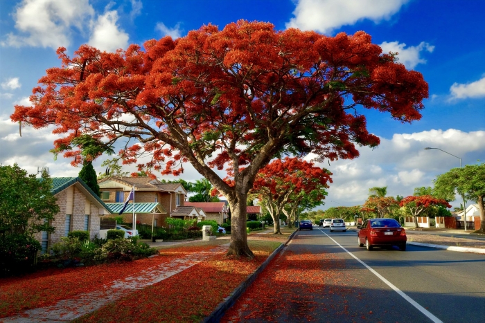 Королевский делоникс