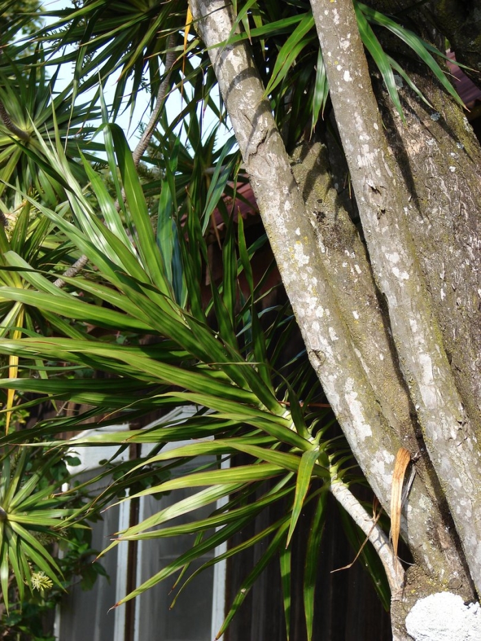 Dracaena marginata
