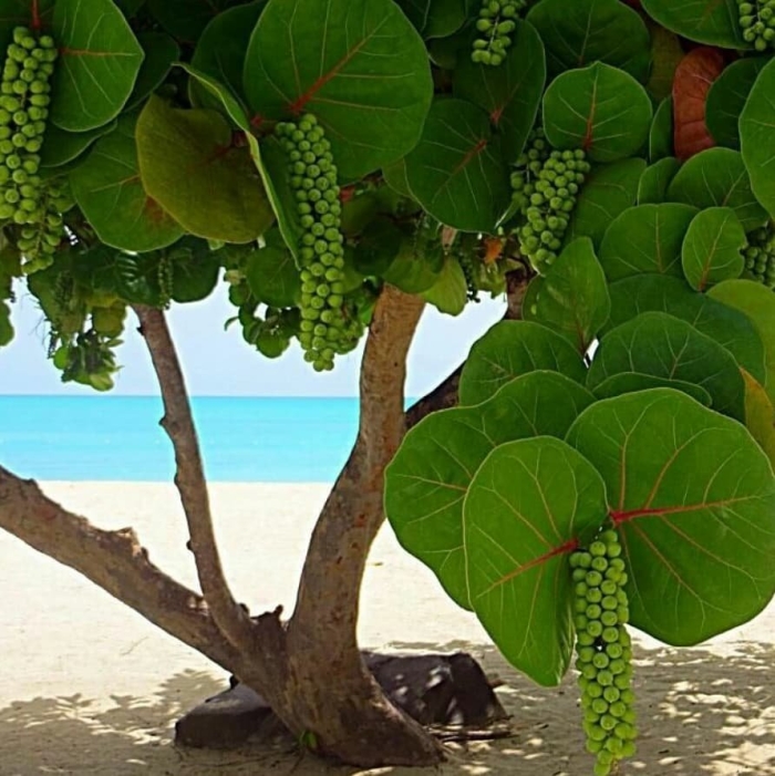 Морской виноград кокколоба