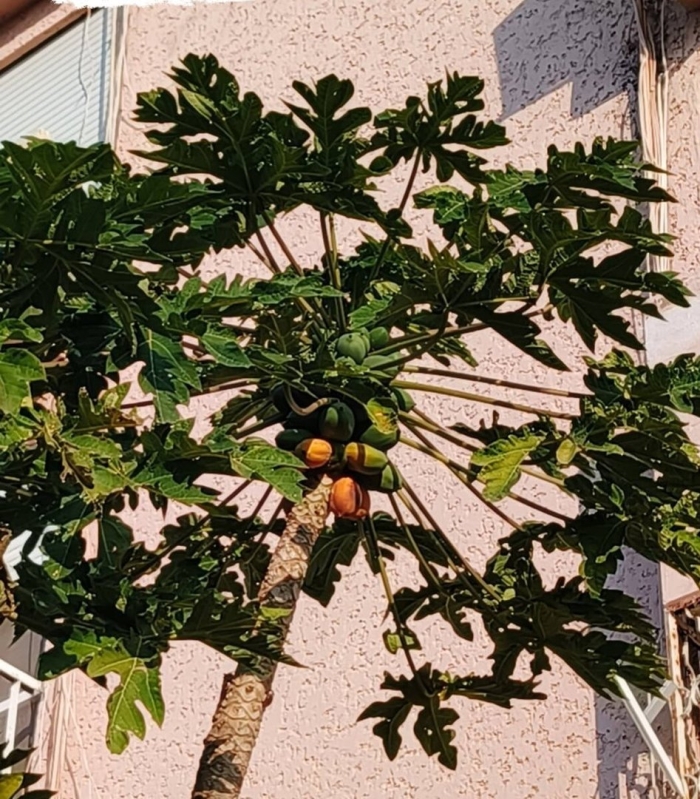 Папайя дынное дерево