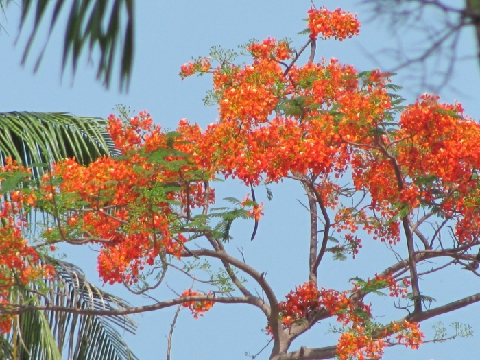 Королевский делоникс