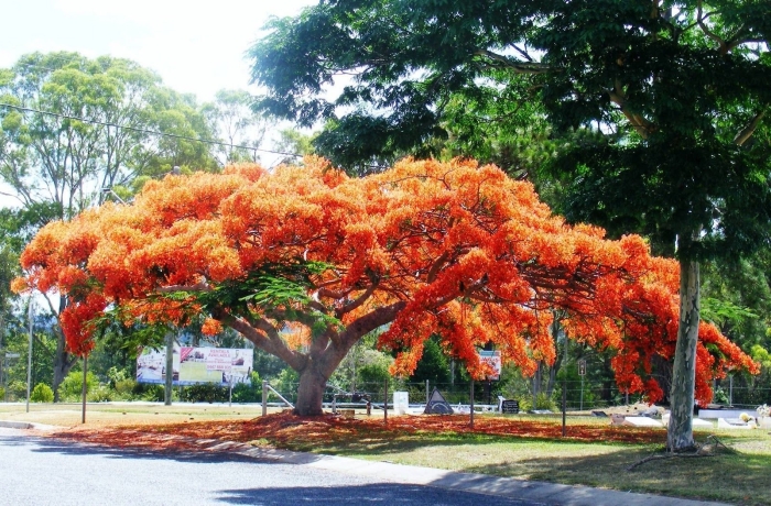 Королевский делоникс дерево