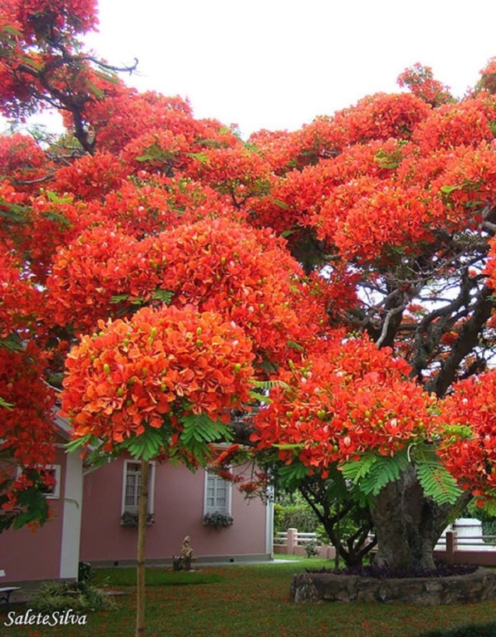 Огненное дерево делоникс королевский