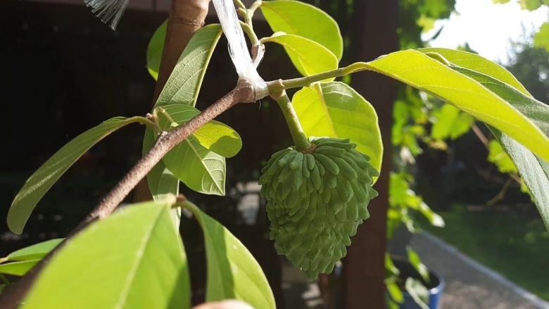 Аннона черимойя