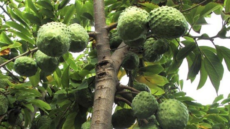 Черимойя дерево