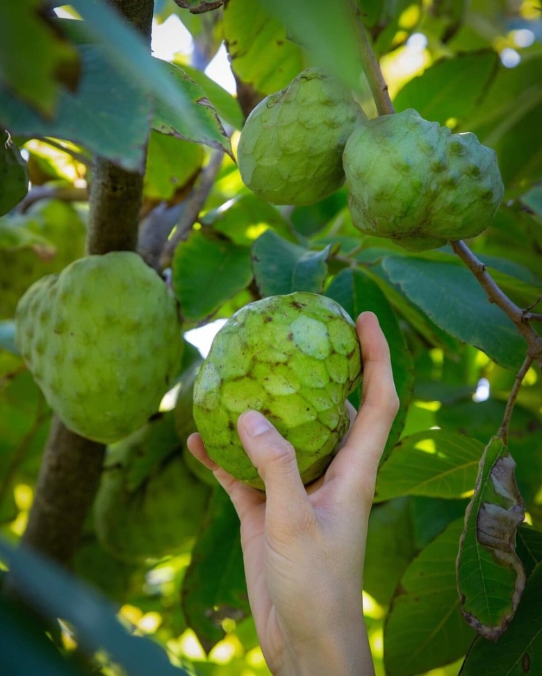 Фрукт черимойя