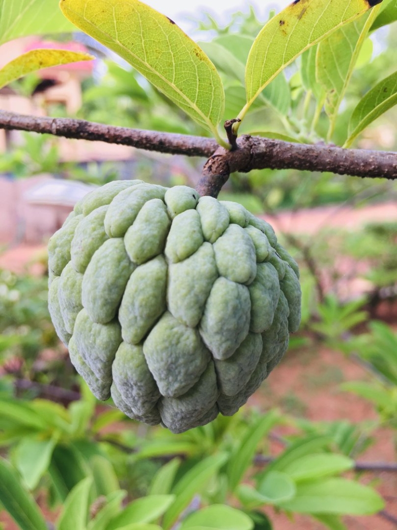 Аннона сахарное яблоко