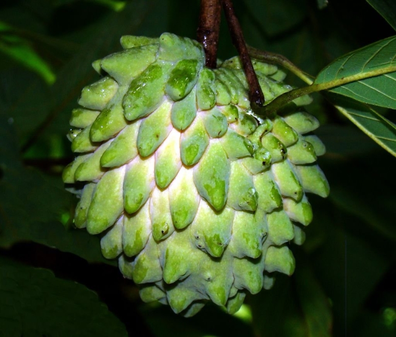 Annona squamosa (сахарное яблоко) семена