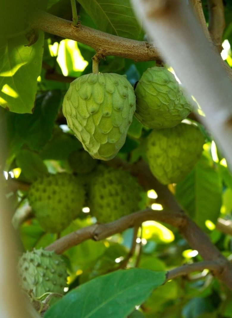 Черимойя дерево